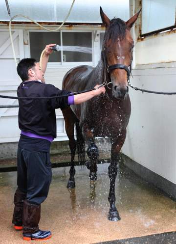 【函館記念】バルナバ 重馬場歓迎！重賞で恵みの雨なるか 梶本助手が好感触「前走以上の感じでいけそう」