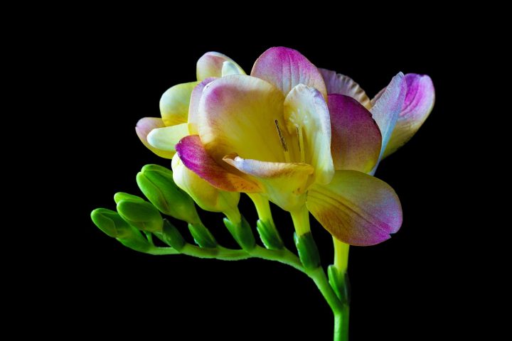 尊敬 の意味をもつ花言葉18選 感謝の気持ちも伝わる贈り物に最適な花達 モデルプレス 尊敬 の意味をもつ花言葉18選 感謝の気持ちも伝わる贈り物に最適な花達 モデルプレス