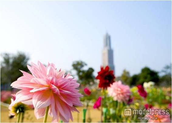 西日本最大級450品種「ダリア展」／画像提供：ハウステンボス