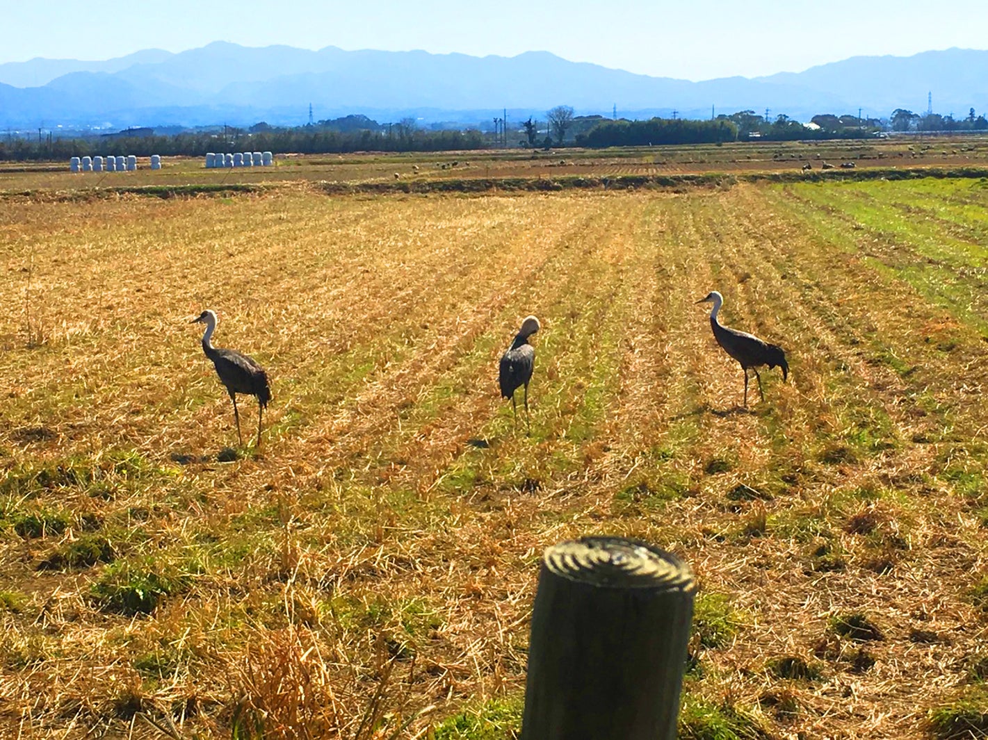 出水市ツル観察センター（提供写真）