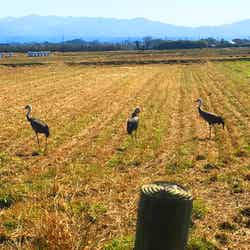 出水市ツル観察センター(提供写真)