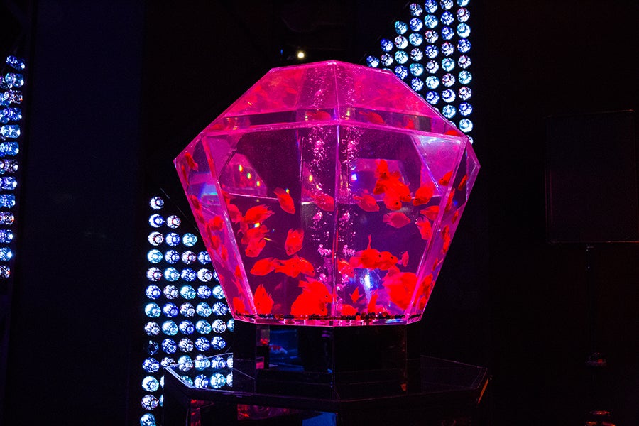 日本橋ナイトアクアリウム12