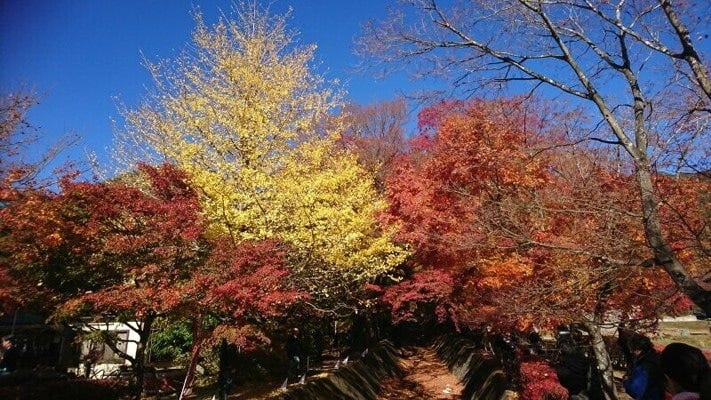 河口湖もみじ回廊の紅葉・黄葉(2017年11月12日撮影)