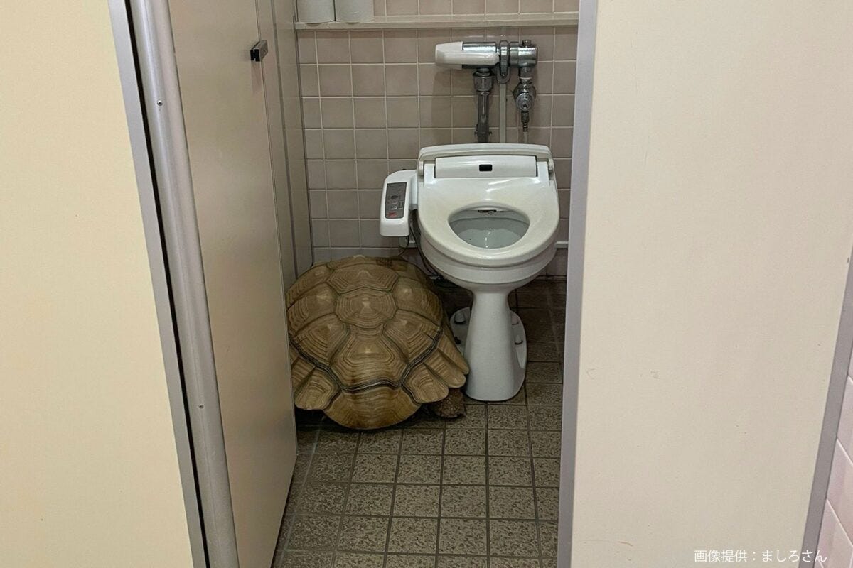 トイレに隠れるカメ