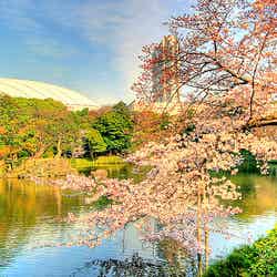 小石川後楽園/Photo by Kabacchi