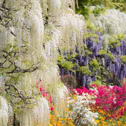 ふじのはな物語/画像提供:足利フラワーリゾート