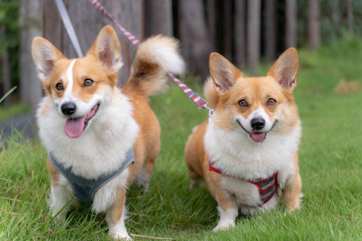 コーギーのちくわちゃんとつみれちゃん