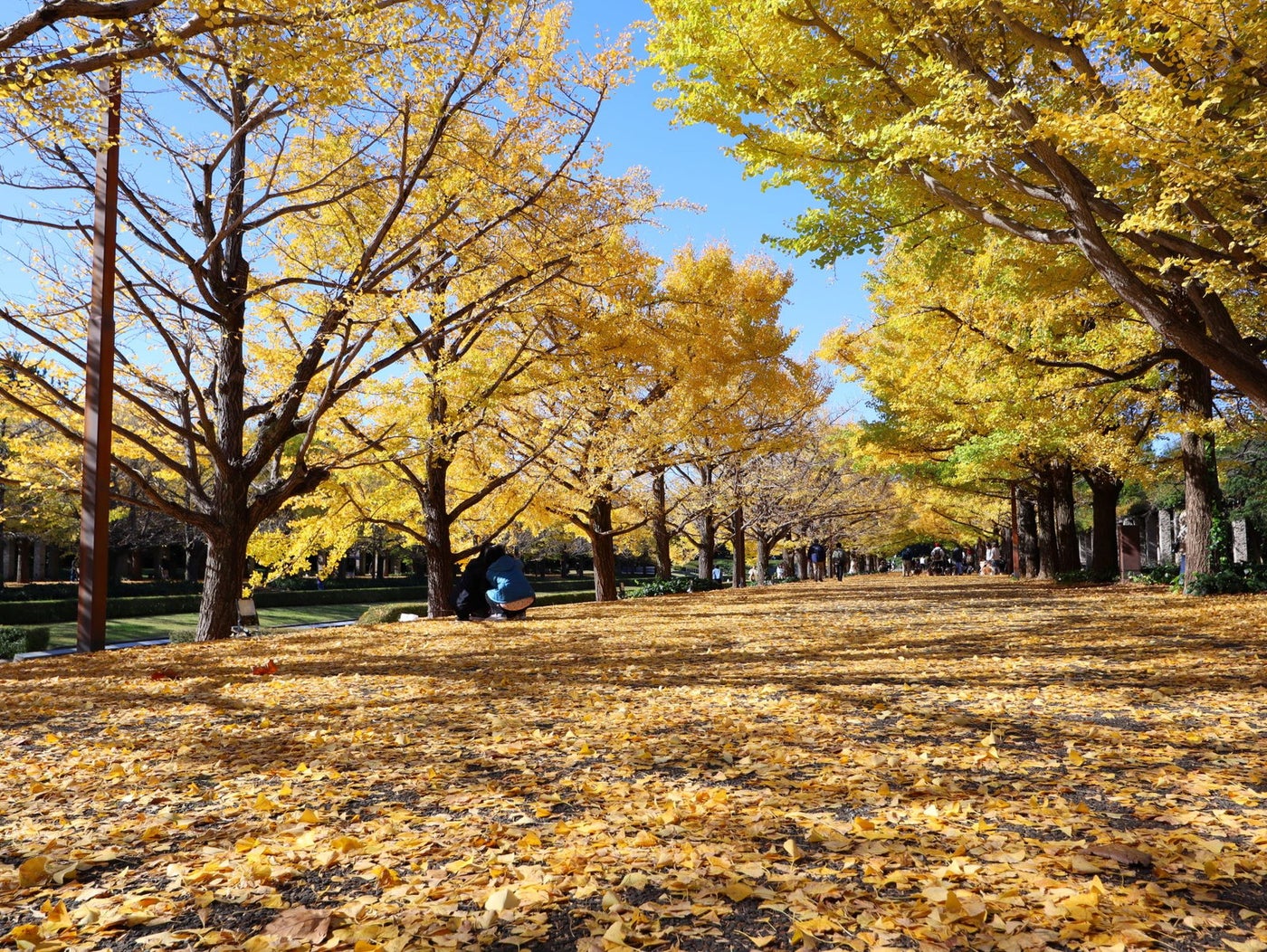 国営昭和記念公園・イチョウ並木／提供素材