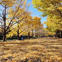 国営昭和記念公園・イチョウ並木/提供素材