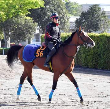 【ユニコーンS】セイントエルモズ 一気に重賞獲りだ 雄大な馬体を大きく使った走りが魅力 小島師の期待「今回どういう競馬をするか楽しみ」