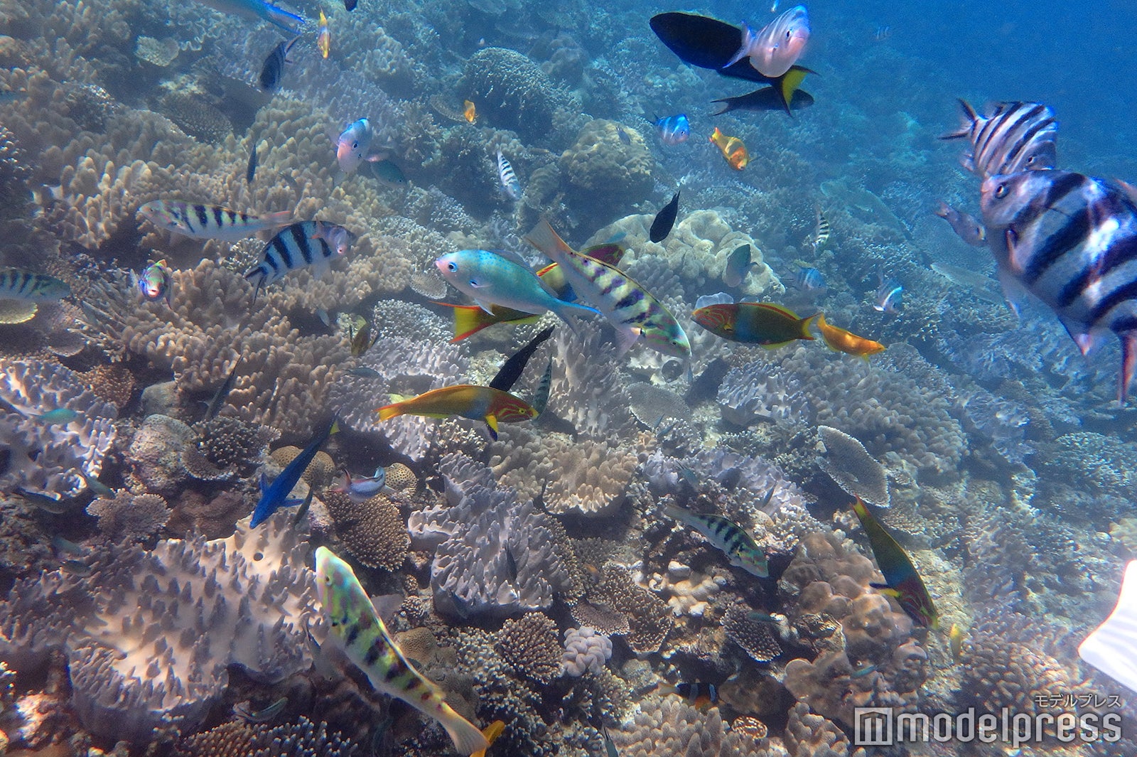 シュノーケリング（C）モデルプレス