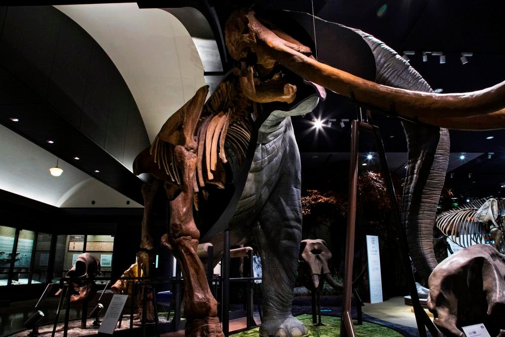 半身半骨のツダンスキーゾウ／画像提供：滋賀県立琵琶湖博物館