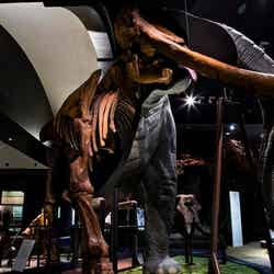 半身半骨のツダンスキーゾウ/画像提供:滋賀県立琵琶湖博物館