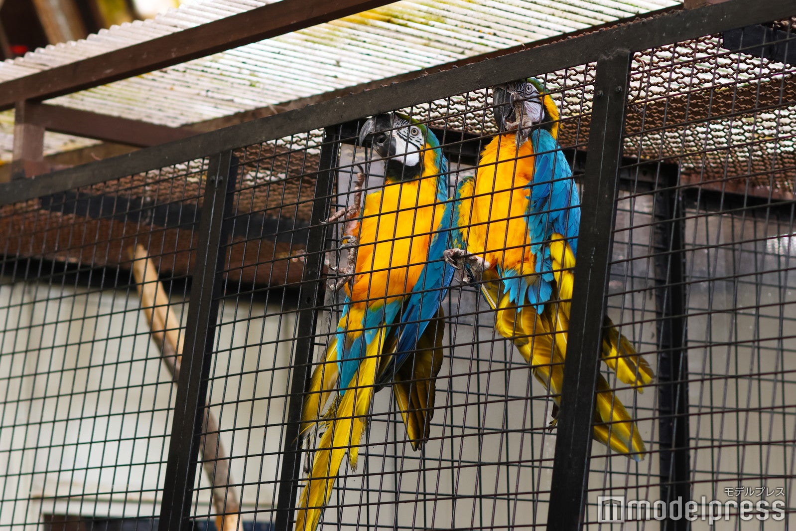 鳴き声が賑やかなルリコンゴウインコなど、鳥類も多種飼育している（C）モデルプレス