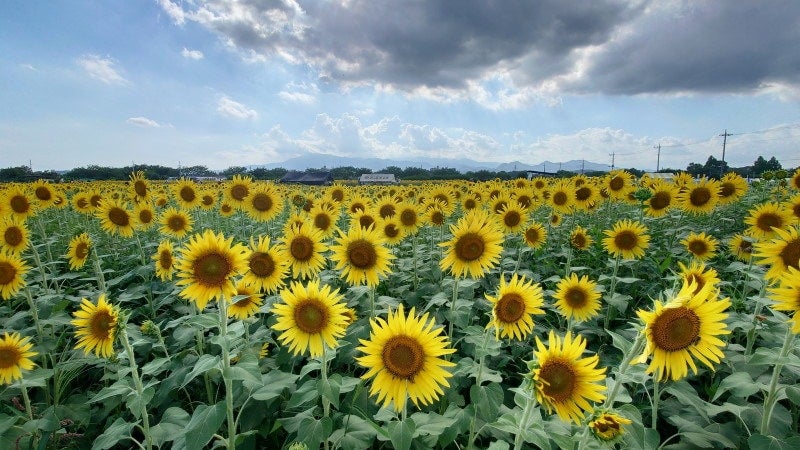 大山をバックに花を咲かせる座間のひまわり（2023年8月12日撮影）