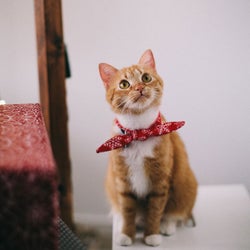 猫好きにおすすめ 猫が登場するおすすめ映画ランキング 洋画 邦画 アニメ モデルプレス 猫好きにおすすめ 猫が登場するおすすめ映画ランキング 洋画 邦画 アニメ モデルプレス