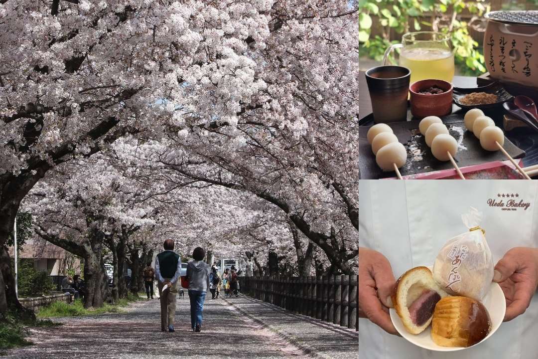 【奈良】わざわざ行く価値アリ！ 春の大和高田をお花見散歩