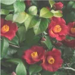 Rich Camellia ／画像提供：Flora Notis JILL STUART