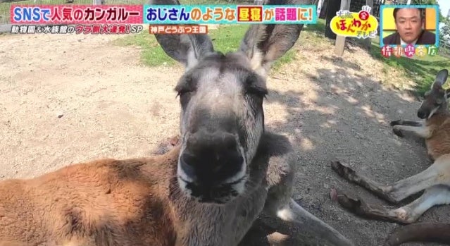 カワイイ姿がSNSで話題に…！人気の動物園・水族館のウラ側