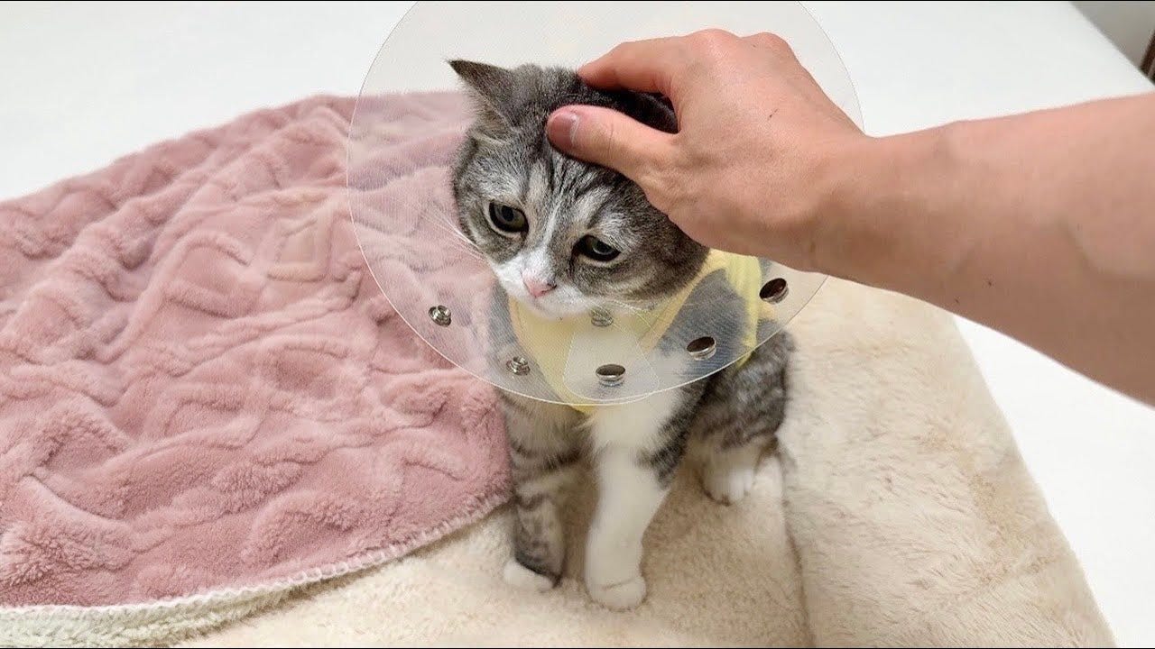 【もちまる日記】手術を頑張ったもちのお見舞いへ「ほんとうにごめんね・・・」