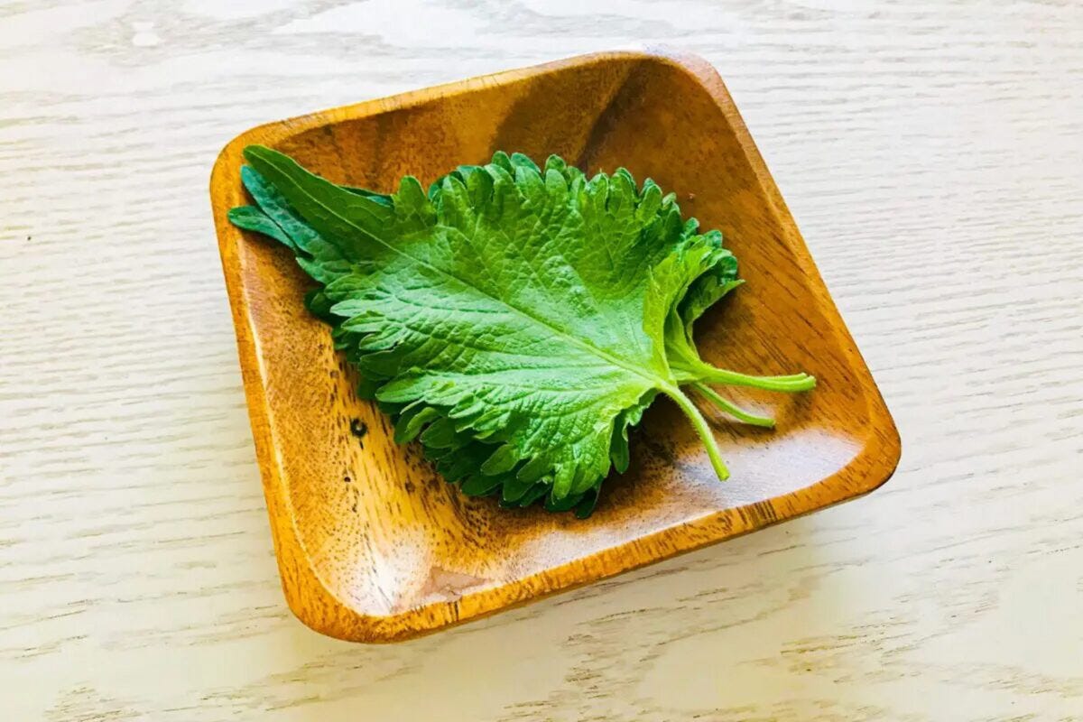 大葉