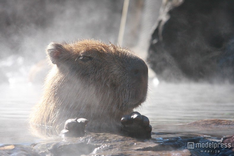 「元祖カピバラの露天風呂」／画像提供：伊豆シャボテン公園