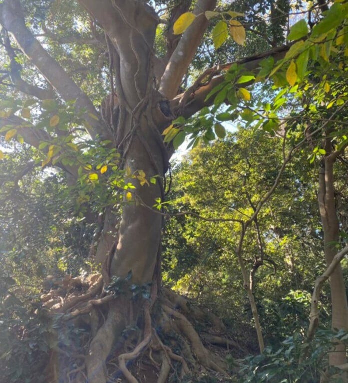 神々しさを放つ巨木