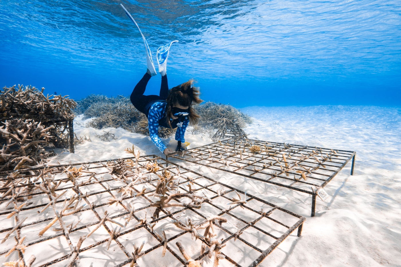 ホリスティック・アプローチ・トゥ・リーフ・プロテクション（Holistic Approach to Reef Protection：HARP）／提供画像