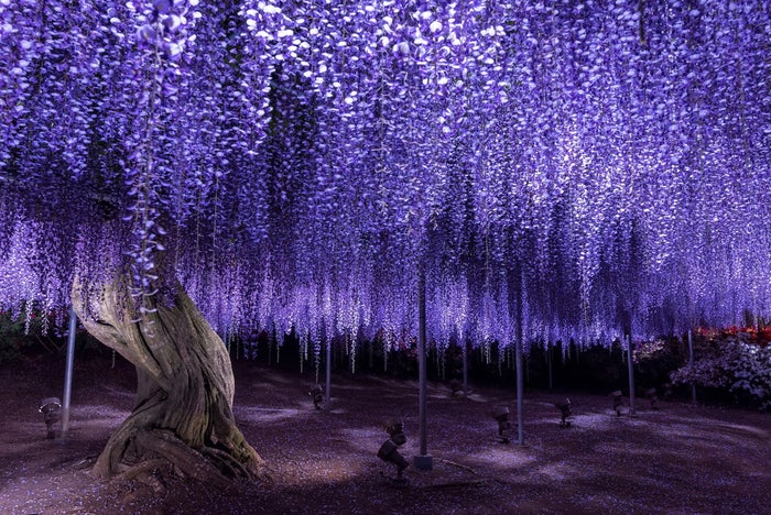 あしかがフラワーパーク ふじのはな物語 大藤まつり21 幻想的な藤の花350本が春を告げる 女子旅プレス