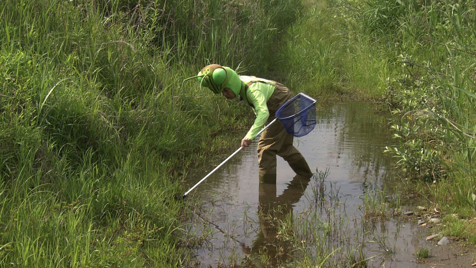 タガメ捜査中のカマキリ先生（C）NHK