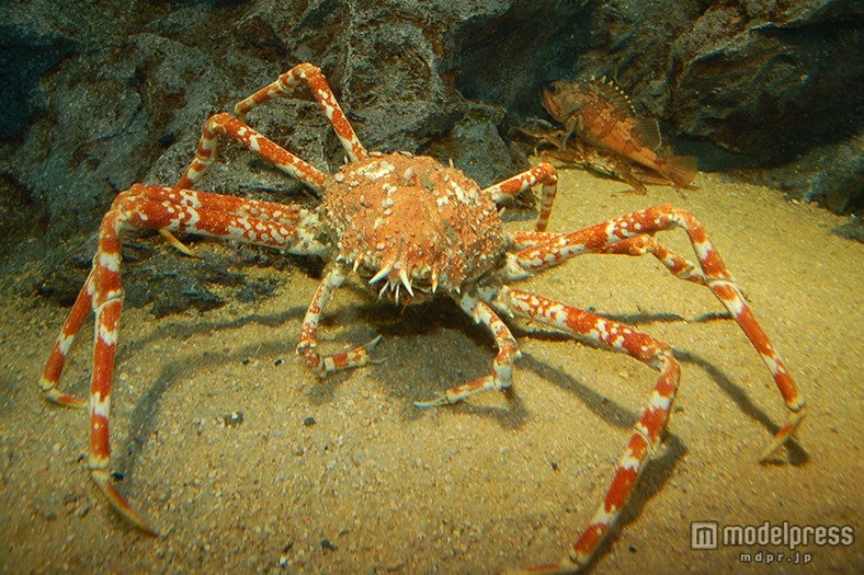 タカアシガニ／画像提供：京都水族館