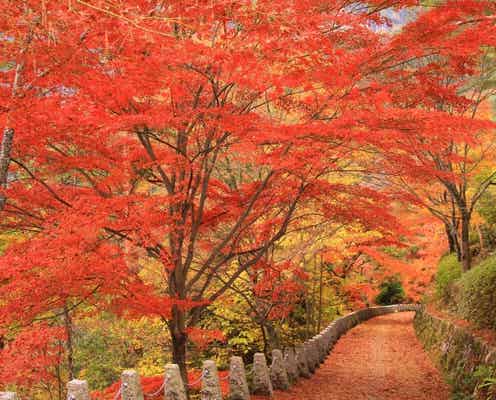 近畿地方(京都以外)で人気の紅葉スポットランキング!2位は「吉野山」、1位は?【専門家の解説も】