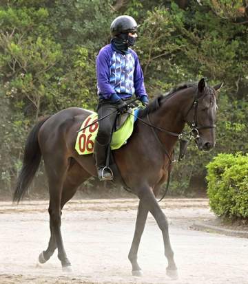 【新馬戦】インテルラゴス 態勢万全 半兄は今年の中山金杯覇者カラマティアノス 杉木助手も期待大「来年に楽しみが持てる」