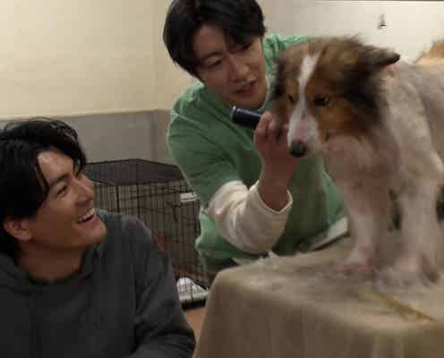 SixTONES森本慎太郎、相葉雅紀をサポート 愛犬と同じシェルティに衝撃も