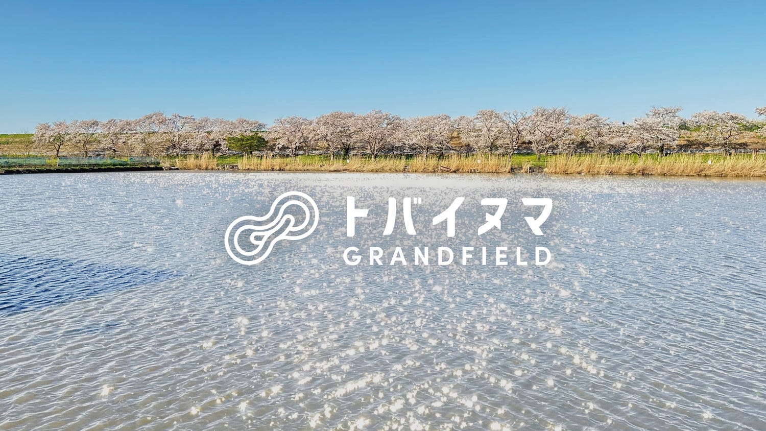 埼玉にアウトドア施設「トバイヌマGRAND FIELD」春は桜並木に囲まれ、キャンプやサウナ付グランピング