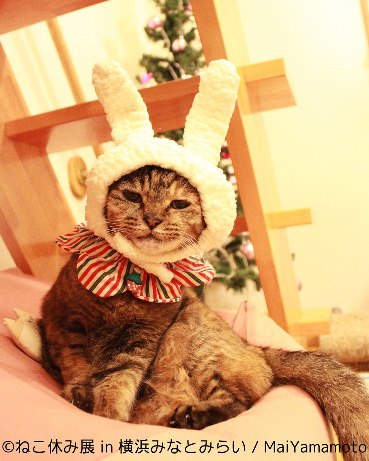 ねこ休み展／画像提供：株式会社BACON