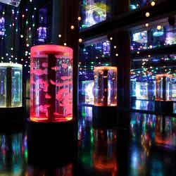 Jellyfish Ramble(ジェリーフィッシュ ランブル)/画像提供:横浜・八景島