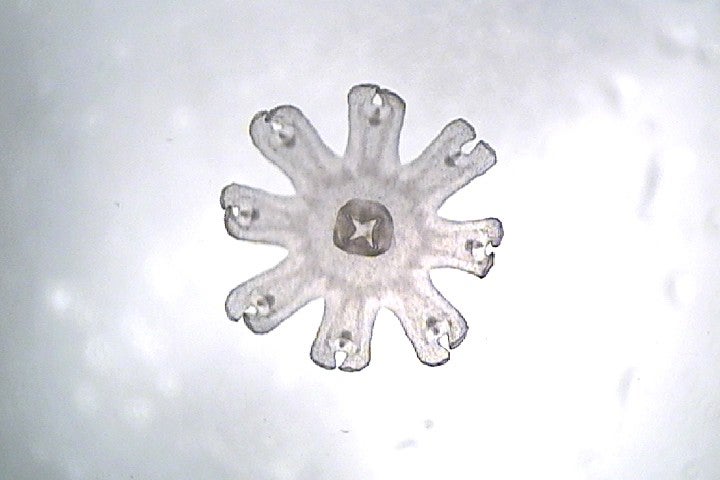 綿毛のようなミズクラゲの赤ちゃん“エフィラ”／画像提供：すみだ水族館