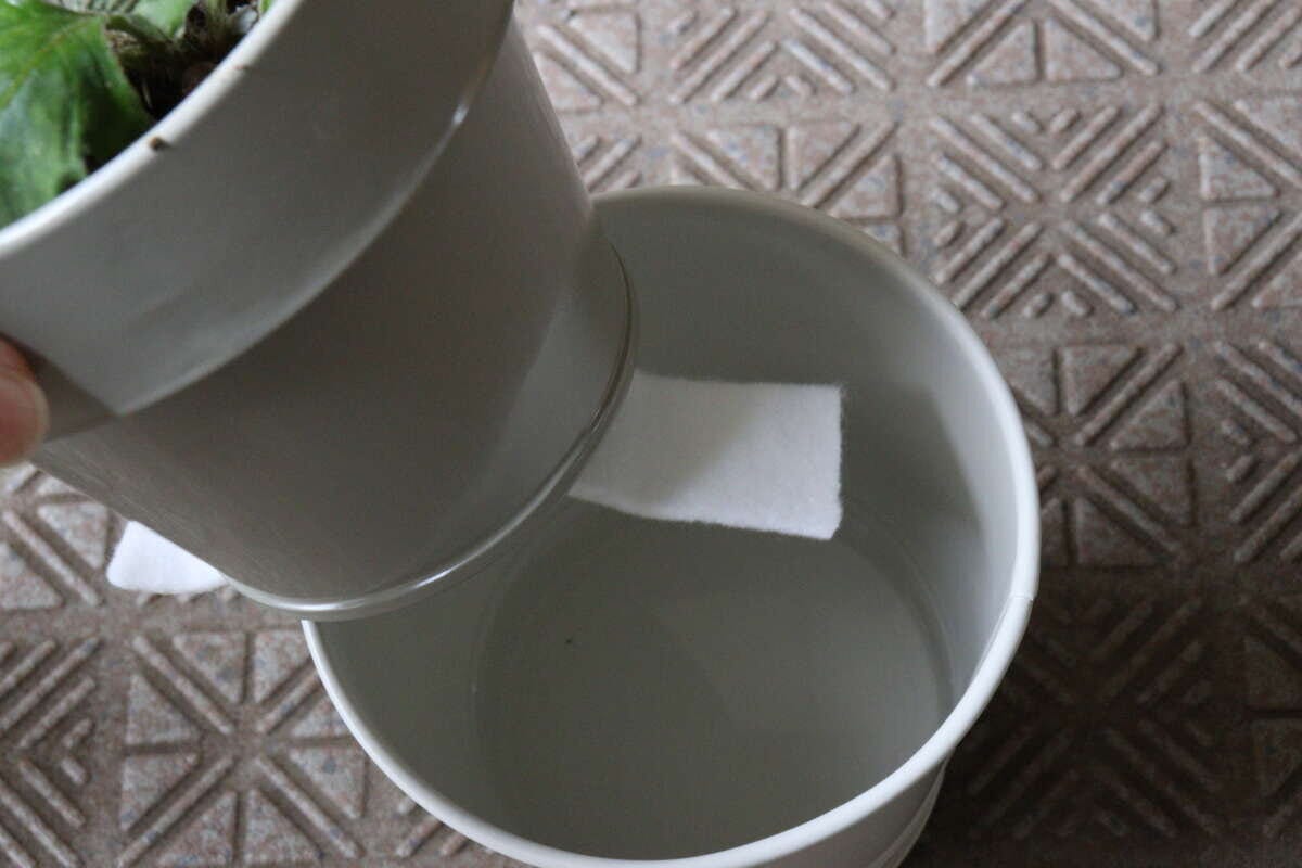 ダイソーの底面給水ポット（ベーシック）をセットする