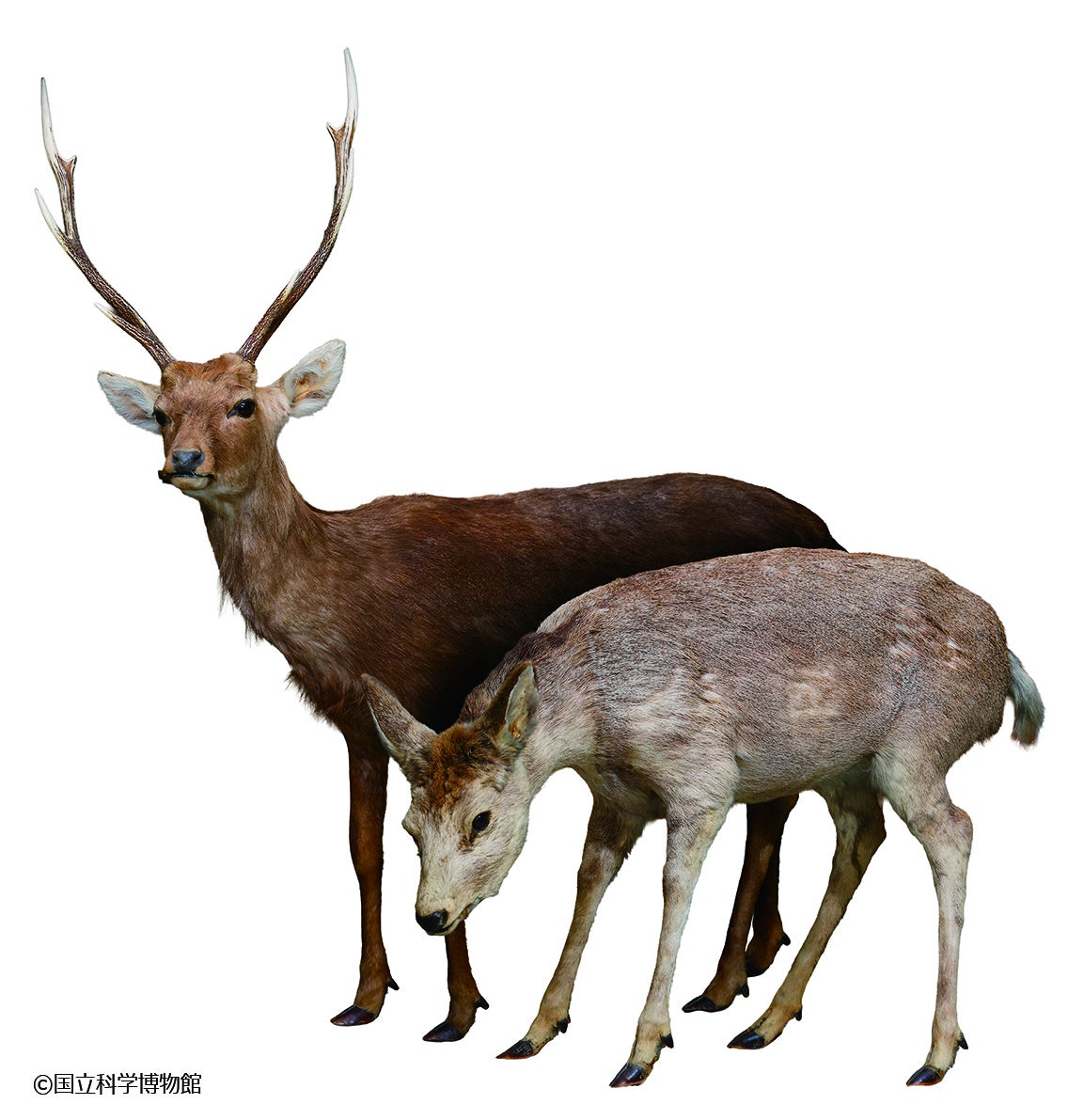 ニホンジカ雌雄_剥製　（C）国立科学博物館
