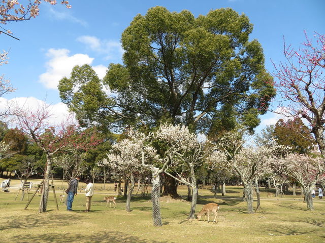 見頃はもうすぐ！鹿とのコラボレーションに癒される「奈良公園」の梅絶景【奈良県奈良市】