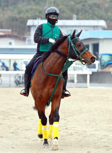 【高松宮記念】パンジャタワー 1枠1番でロスなくGO 橋口師も万全強調「うまく仕上がった」