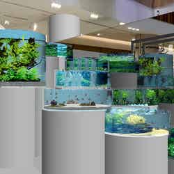 日本八景の滝(C)2017 Green Aquarium Project. All Rights Reserved.