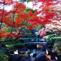 鮮やかな緑の植栽と燃えるような紅葉のコントラストが映える(提供画像)