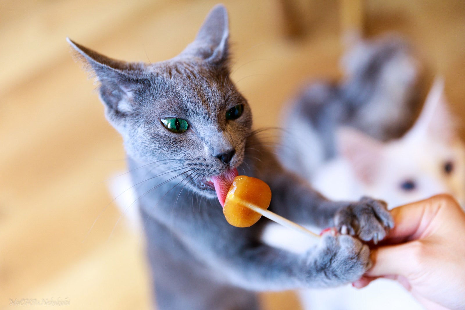 猫カフェ／画像提供：株式会社モカ