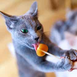 猫カフェ/画像提供:株式会社モカ