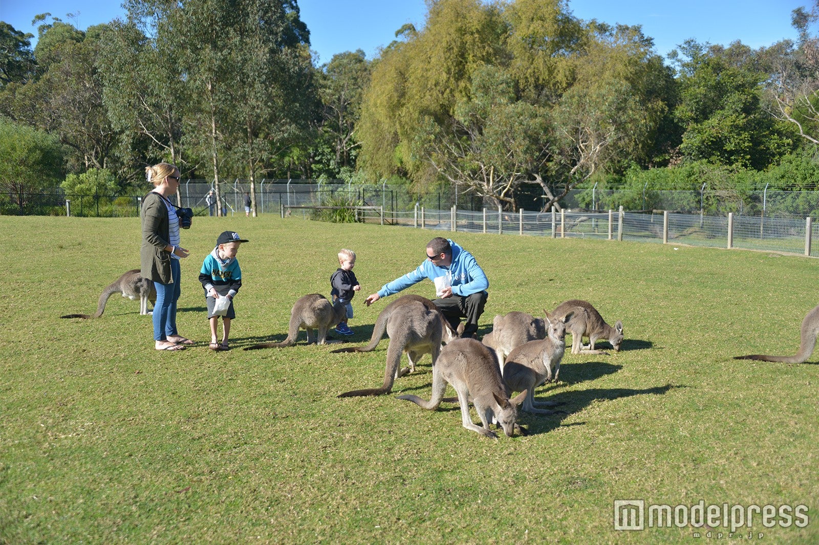 カンガルーやワラビーの放し飼いエリア、おとなしいので触っても大丈夫（C）モデルプレス