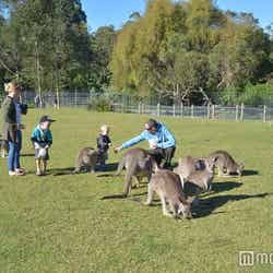 カンガルーやワラビーの放し飼いエリア、おとなしいので触っても大丈夫(C)モデルプレス