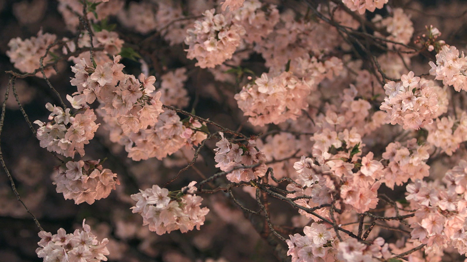 『TERRACE HOUSE BOYS ＆ GIRLS IN THE CITY』29th WEEK（C）フジテレビ／イースト・エンタテインメント