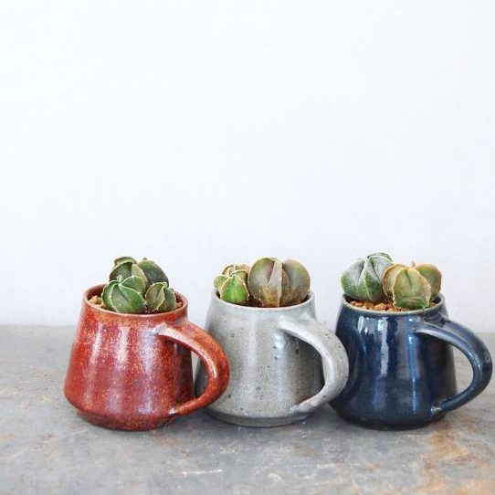 玄関を多肉植物で癒しの空間に おしゃれな飾り方 アイデア集めました モデルプレス